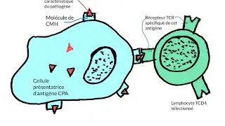 Miniature : activation et mode d'action des lymphocytes TCD4, lymphocytes T auxiliaires