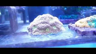 Miniature : MH acanthastrea & micromussa (signature corals marinehome)