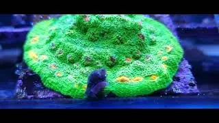 Miniature : CB 3g mummy eye chalice (signature corals marinehome)