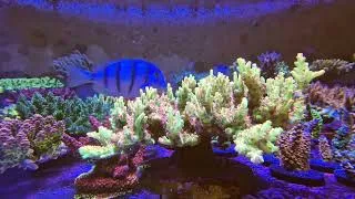 Miniature : MH green cookies acropora (signature corals marinehome)