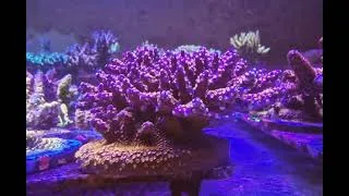 Miniature : MH fireworks acropora (signature corals marinehome)