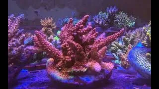 Miniature : MH olirose acropora (signature corals marinehome)