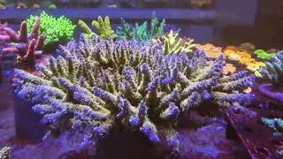 Miniature : MH solytarensis acropora (signature corals marinehome)