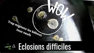 Miniature : NAISSANCES DE BÉBOUS CORYDORAS | C'est pas facile d'entrer dans la vie