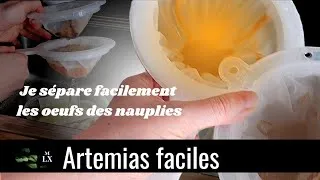 Miniature : RÉCOLTE PARFAITE D'ARTEMIAS | J'obtiens hyper facilement l'or pur des aquariophiles