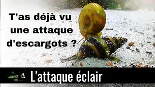 Miniature : ESCARGOT CARNIVORE | L'attaque en temps réel en 5 minutes