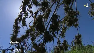 Miniature : Caraïbes : Cannabis Business, des devises en perspectives pour Saint Vincent et les Grenadines