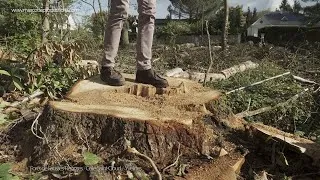 Miniature : Forêts d'Ile de France / Le martyre de Fausses-Reposes