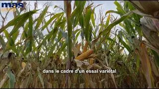 Miniature : Le bon compromis potentiel / précocité - MAS 431B 🌽