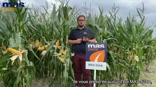 Miniature : MAS 524A | MAS Seeds