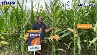 Miniature : MAS 448G | MAS Seeds