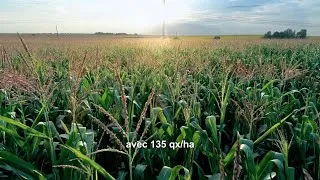 Miniature : 🌽  Alsace - MAS 448G : régularité, tenue et rendement validés