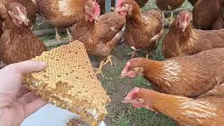 Miniature : Apiculture et poules 