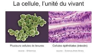 Miniature : La cellule l'unité du vivant ! Cours SVT niveau seconde