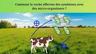 Miniature : Comment les vaches digèrent ce qu'elles mangent ?