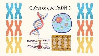 Miniature : Qu'est ce que l'ADN ?