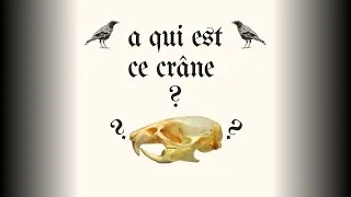 Miniature : A qui est ce mystérieux crâne ? #4