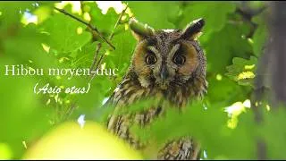 Miniature : Hibou-ge (un peu) le Moyen duc !