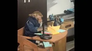 Miniature : Les profs a la star ac