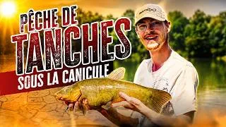 Miniature : Pêche de TANCHES sous la canicule