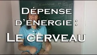 Miniature : La dépense d'énergie : le cerveau (3/4)
