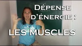 Miniature : La dépense d'énergie : les muscles (2/4)
