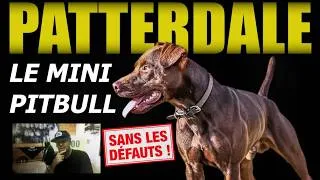 Miniature : LA NOUVELLE STAR! LE PATTERDALE TERRIER. Chien de sport, de compagnie et chasseur redoutable.