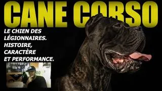 Miniature : CANE CORSO, IMPRESSIONNANT ET POLYVALENT. LE MASTIFF LE PLUS COMPLET? Garde, chasse, berger.