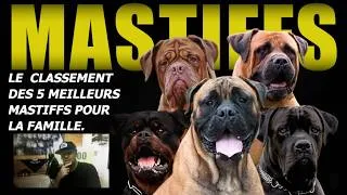 Miniature : VOUS ALLEZ ÊTRE SURPRIS! LE CLASSEMENT DES 5 MEILLEURS MASTIFFS POUR LA FAMILLE.