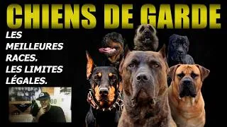 Miniature : PEUT-ON ENCORE AVOIR UN CHIEN DE GARDE? QUEL CHIEN CHOISIR? Avec Samuel Leclerc.