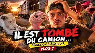Miniature : Il est TOMBE du camion qui allait à l'ABATTOIR... #VLOG 7