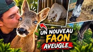 Miniature : Cette jeune CHEVRETTE est AVEUGLE son avenir est plus qu'incertain... #VLOG 6