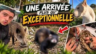 Miniature : Une arrivée plus que RARE au refuge... # vlog5