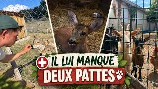 Miniature : Encore BEAUCOUP d'urgences: chevreuil FRACTURE, ponette ABANDONEE vlog#4