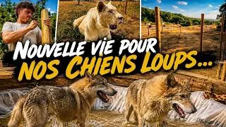 Miniature : Après deux mois de TRAVAUX nos chiens loups découvrent leur NOUVEL ENCLOS... VLOG # 2