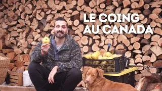 Miniature : RECETTE DE LA PÂTE DE COING DE NOËL 🎅🎄🎁 (Histoire & recette)