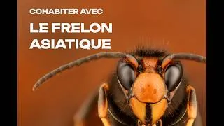 Miniature : Mieux connaître le frelon asiatique