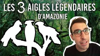 Miniature : LES 3 AIGLES LÉGENDAIRES D'AMAZONIE... - Max Bird Safari #8