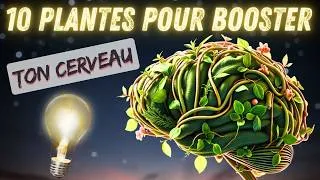 Miniature : Quelles sont les meilleures plantes pour mon cerveau (top 10 mémoire, stress, focus)🌿