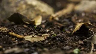 Miniature : Bioconscience. Ce qui pousse en silence.