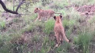 Miniature : Young lionesses roaming the Savannah 🦁🌿