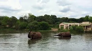 Miniature : Elephant family having a bath in a lake 💦🐘