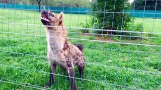 Miniature : Roxy the hyena "laugh" loudly in front of her meal