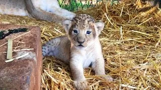 Miniature : Young lioness with her 3 weeks old cubs.