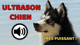 Miniature : Ultrason contre pour chien TRES PUISSANT !