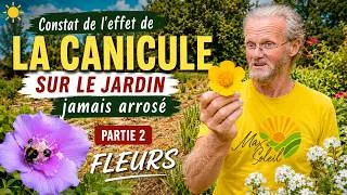 Miniature : Canicule et jardin sans arrosage : les fleurs qui résistent (Partie 2)