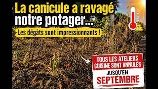 Miniature : La canicule a ravagé notre potager… Les dégâts sont impressionnants !