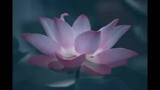 Miniature : La méditation des fleurs