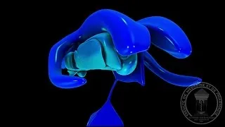 Miniature : Neuroanatomie : Diencéphale, Thalamus & Hypothalamus