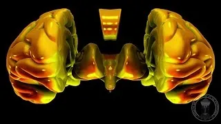 Miniature : الجهاز العصبي: الدماغ الأمامي - المخ